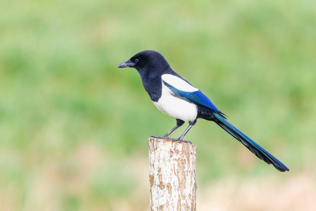 Close up of Magpie, Pica pica, sitting on a pole against a soft green blurred background