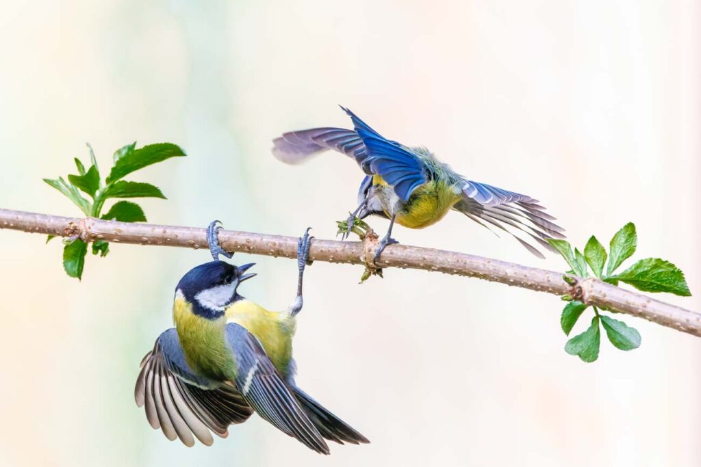 Close up of a fighting Great Tit , Parus major, and a Blue Tit, Cyanistes caeruleus, over possession of an elderberry branch in a territory and one bird hangs upside down while the other flies menacingly above against light background