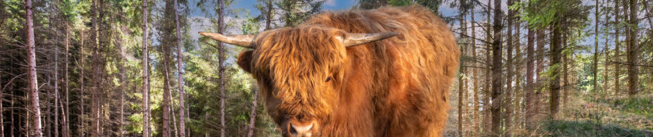 This bull likes to eat grass silage as supplementary feed. By the way, so does the rest of the family. Many bird sounds can be heard in the background. The most recognizable is that of geese, those who know about it will undoubtedly hear a dozen other bird species and those who listen carefully will hear the unmissable unique sound of Cranes at about the middle of the video.